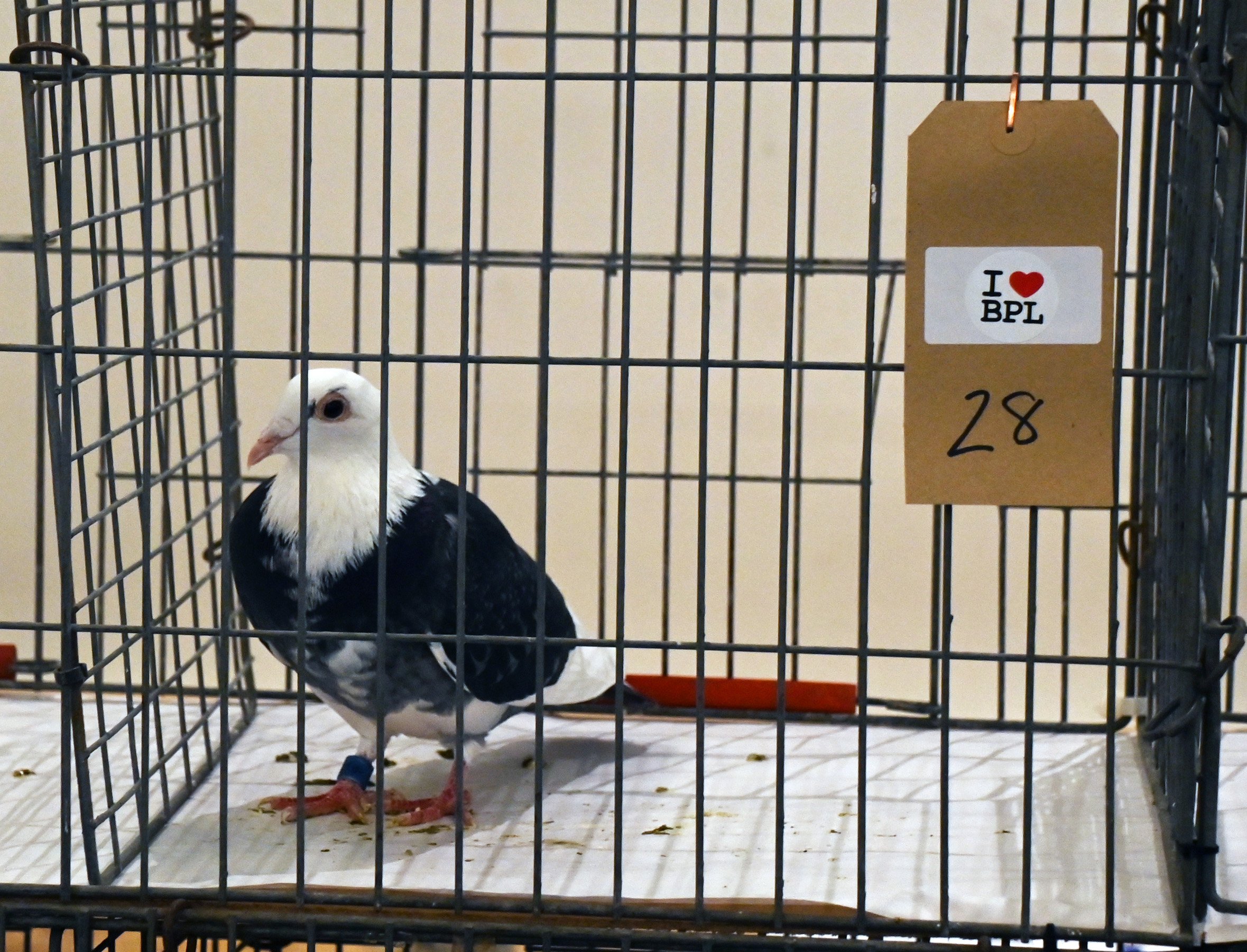 Pictures Of Blackpool S Pigeon Show   Pigeon Show14  